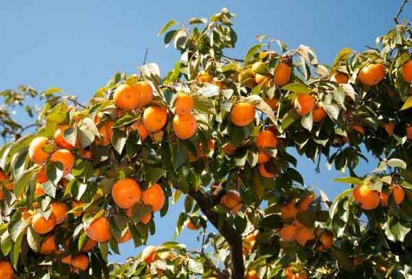 تعبیر خواب درخت خرمالو امام صادق تعبیر خواب خرمالو از حضرت یوسف تعبیر خواب خرمالو برای دختر مجرد تعبیر خواب خرمالو چیدن از درخت درخت خرمالو نماد چیست تعبیر خواب گرفتن خرمالو از مرده تعبیر خواب خرمالو بزرگ تعبیر خواب خرمالو برای زن باردار