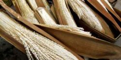 تعبیر خواب گرده نخل + نخل با ثمر و درخت خرما برای دختر مجرد و غاب نخل