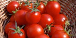 تعبیر خواب گوجه چیدن + چیدن گوجه فرنگی امام صادق و حضرت یوسف