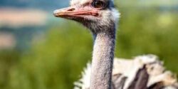 تعبیر خواب شتر مرغ در خانه + تخم شتر مرغ برای زن باردار و دختر مجرد
