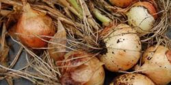 تعبیر خواب پیاز گندیده + کندن پیاز قرمز از زمین و پیاز گرفتن از دیگران حضرت یوسف