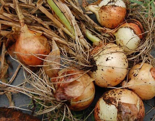 تعبیر خواب پیاز گندیده + کندن پیاز قرمز از زمین و پیاز گرفتن از دیگران حضرت یوسف