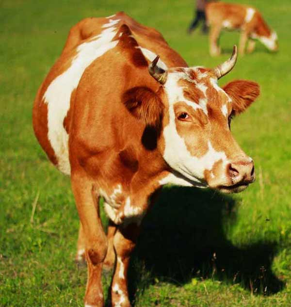 تعبیر خواب سر بریدن گاو توسط مرده + سر گاو بریده شده و ذبح گاو