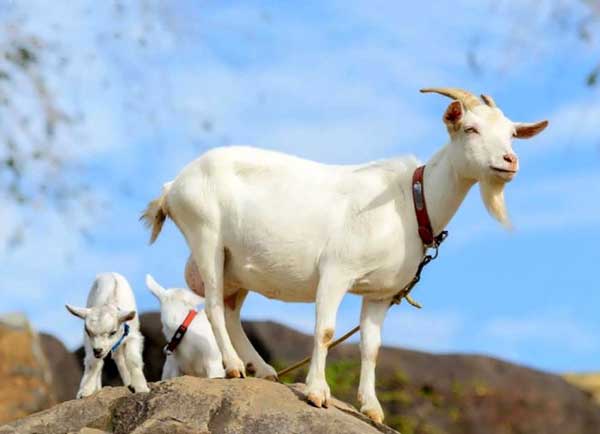 تعبیر خواب شاخ زدن بره + شاخ زدن قوچ به انسان و شاخ زدن حیوان