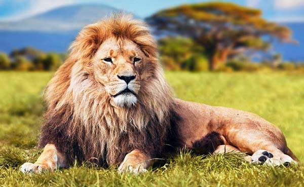 تعبیر خواب شیر جنگل برای زن باردار + ابن سیرین و امام صادق و حضرت یوسف