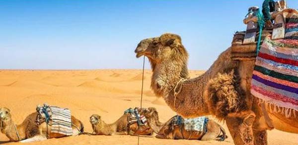 تعبیر خواب شتر با بار + حضرت یوسف و ابن سیرین و حمله شتر قهوه ای به انسان