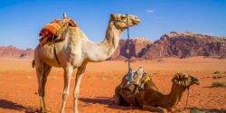 تعبیر خواب شتر برای زن باردار + خواب زن باردار در مورد جنسیت جنین
