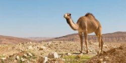 تعبیر خواب شتر در حال فرار + امام صادق و حضرت یوسف و حمله شتر به انسان