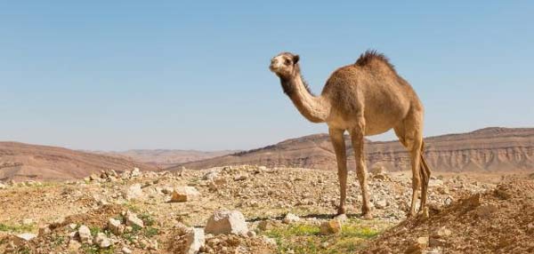 تعبیر خواب شتر در حال فرار + امام صادق و حضرت یوسف و حمله شتر به انسان