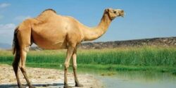 تعبیر خواب شتر مرده + ذبح شتر امام صادق و حمله شتر به انسان در خانه