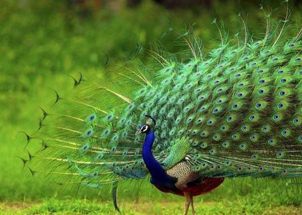 تعبیر خواب بچه طاووس + از حضرت یوسف و جوجه طاووس سبز برای دختر مجرد
