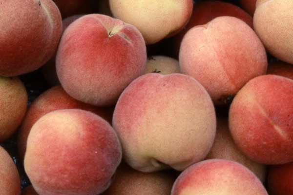 تعبیر خواب هلو ابن سیرین + هلو قرمز و بزرگ و هلو گرفتن از دیگران