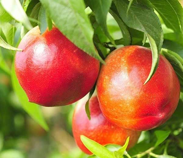 تعبیر خواب کاشتن درخت هلو + خوردن هلو امام صادق برای زن و دختر مجرد