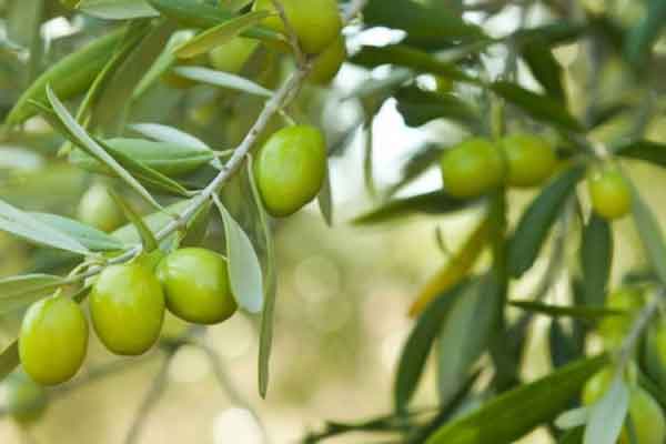 تعبیر خواب کاشتن هسته زیتون + کندن زمین برای کاشت درخت در حیاط خانه