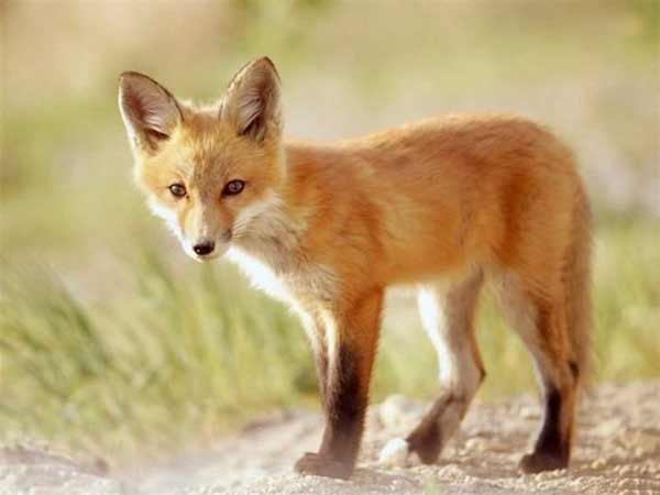 تعبیر خواب روباه زرد + امام صادق و حضرت یوسف و روباه نارنجی