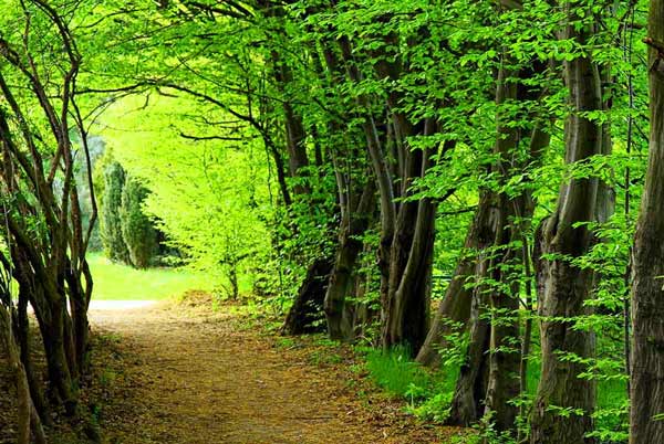 تعبیر خواب جنگل بارانی + حضرت یوسف و تعبیر خواب جنگل سرسبز کوهستانی برای دختر مجرد