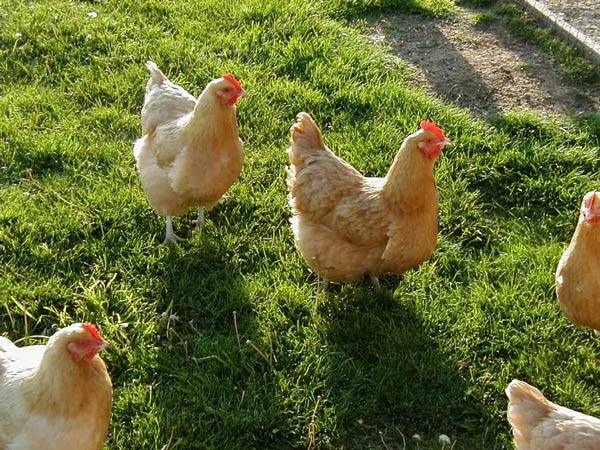 تعبیر خواب جوجه خروس + امام صادق و جوجه خروس سفید از نظر حضرت یوسف