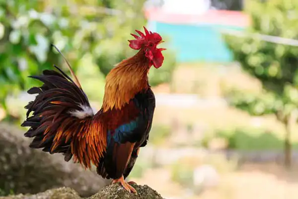تعبیر خواب خروس قرمز امام صادق + خروس از نظر حضرت یوسف و گاز گرفتن خروس