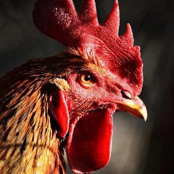 تعبیر خواب خروس لاری + خروس از نظر حضرت یوسف و خروس لاری قرمز