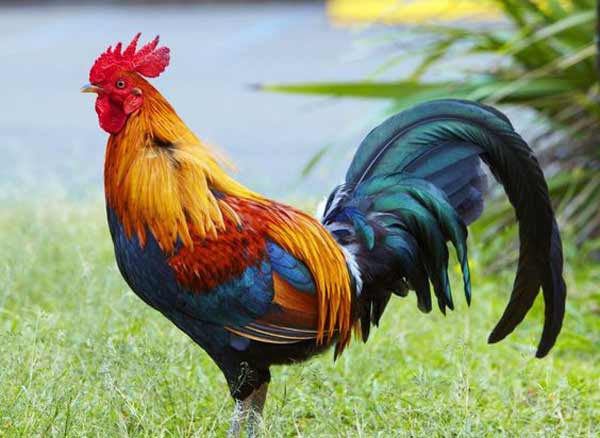 تعبیر خواب نوک زدن خروس + حمله خروس به انسان و نوک زدن خروس به انسان