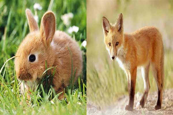 تعبیر خواب روباه و خرگوش + روباه برای دختر مجرد و خرگوش سفید از حضرت یوسف