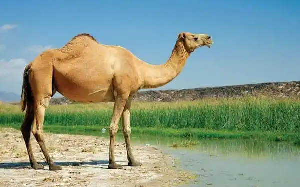 تعبیر خواب تصادف با شتر + امام صادق و شتر با بار و شتر نشسته