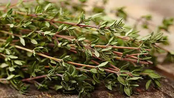 تعبیر خواب آویشن در خواب + آویشن خشک و تازه و چیدن آویشن برای زن باردار