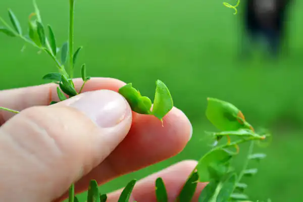 تعبیر خواب برداشت عدس پخته حضرت یوسف و امام صادق و عدس پلو برای دختر مجرد