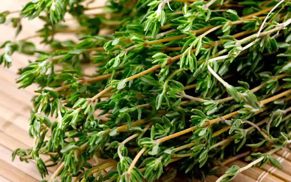 تعبیر خواب چیدن گیاه دارویی + کندن گیاه از ریشه و چیدن گیاه از کوه