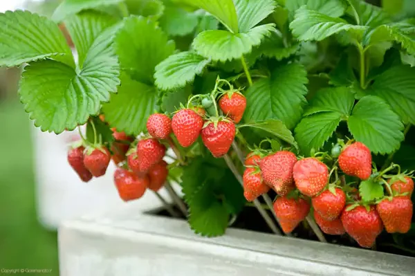 تعبیر خواب چیدن توت فرنگی برای زن متاهل از امام صادق و حضرت یوسف
