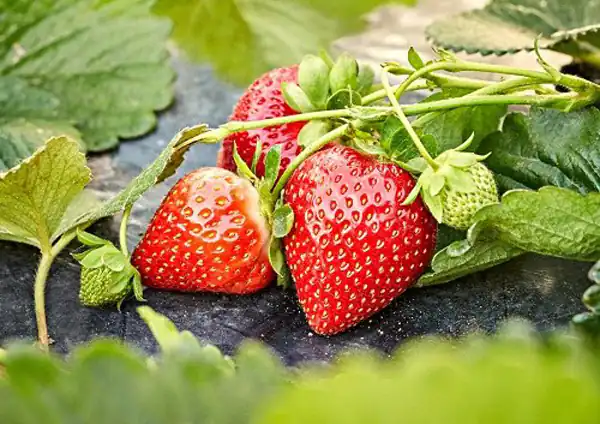 تعبیر خواب درخت توت فرنگی برای زن متاهل + حضرت یوسف برای دختر مجرد