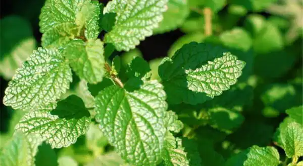 تعبیر خواب گل پونه خشک شده + برگ پونه برای دختر مجرد و چیدن پونه کوهی