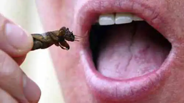 تعبیر خواب حشره در دهان + خارج شدن حشره از بدن و حشرات موذی زیاد