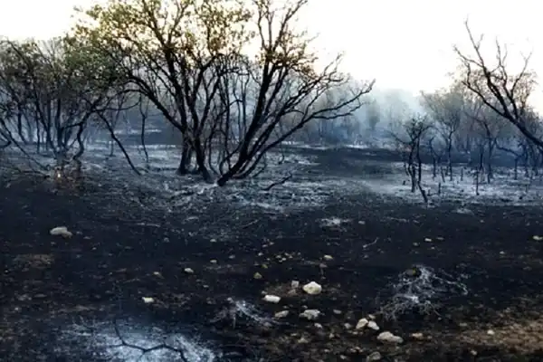 تعبیر خواب جنگل سوخته + جنگل سرسبز برای دختر مجرد و جنگل ترسناک