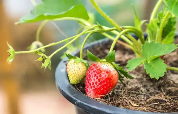 تعبیر خواب کاشتن توت فرنگی برای زن متاهل حضرت یوسف + چیدن توت فرنگی