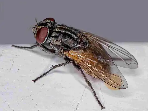 تعبیر خواب مگس بزرگ از حضرت یوسف + کشتن مگس های زیاد از امام صادق