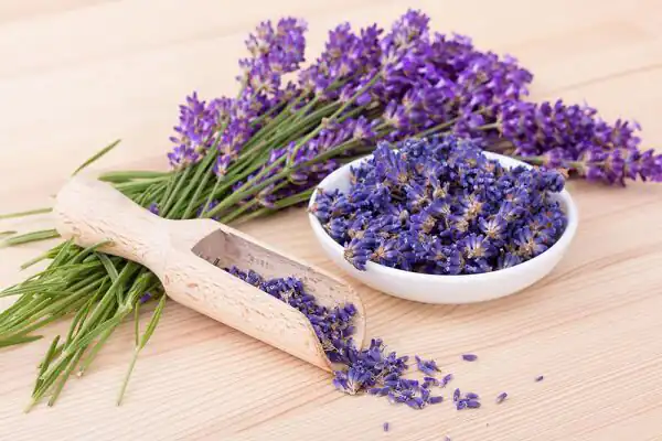 تعبیر خواب اسطوخودوس از دید امام صادق + ابن سیرین و حضرت یوسف