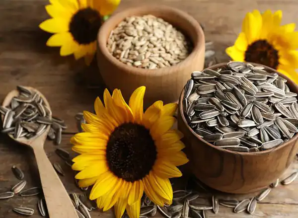 تعبیر خواب تخمه آفتابگردان برای زن متاهل و دختر مجرد امام صادق و حضرت یوسف