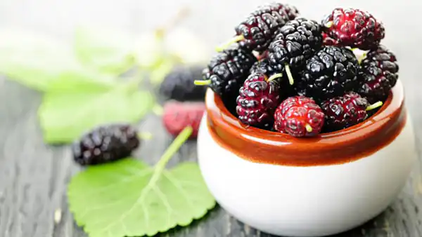 تعبیر خواب توت و انگور + توت سفید برای دختر مجرد و توت خشک حضرت یوسف