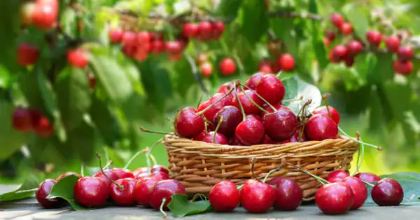 تعبیر خواب آلبالو برای زن باردار + آب آلبالو گرفتن و مربای آلبالو برای دختر مجرد
