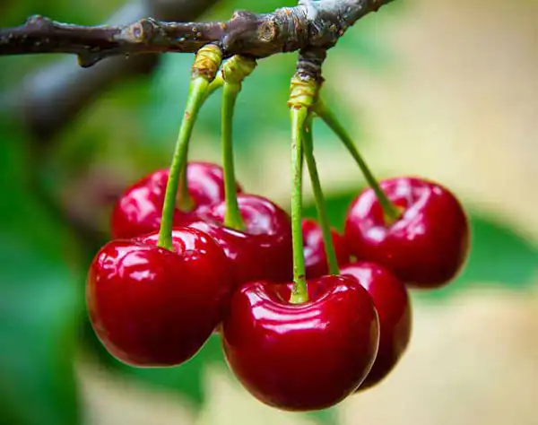 تعبیر خواب آلبالو ابن سیرین + چیدن آلبالو امام صادق و درخت آلبالو قرمز