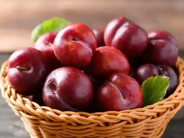 تعبیر خواب آلو قرمز + برای دختر مجرد و چیدن آلوچه قرمز از درخت برای زن باردار