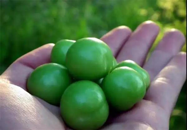 تعبیر خواب آلوچه سبز ابن سیرین + گوجه سبز امام صادق و چیدن آلوچه از درخت
