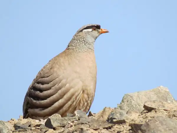 تعبیر خواب آواز خواندن کبک + برای دختر مجرد و گرفتن کبک کوهی و جوجه کبک