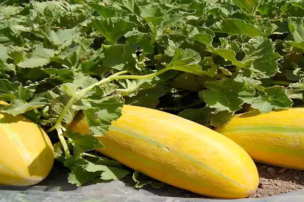 
تعبیر خواب خربزه حضرت یوسف
تعبیر خواب خربزه گرفتن از دیگران
تعبیر خواب خربزه و جنسیت جنین
تعبیر خواب خربزه مشهدی
تعبیر خواب خربزه گرفتن از مرده
تعبیر خواب خربزه قاچ شده
تعبیر خواب خربزه از امام صادق
تعبیر خواب خربزه خراب