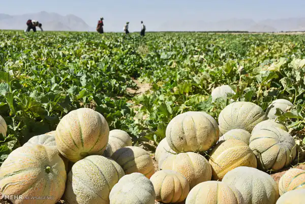 
تعبیر خواب طالبی حضرت یوسف
تعبیر خواب طالبی امام صادق
تعبیر خواب طالبی و خربزه
تعبیر خواب طالبی برای زن باردار نی نی سایت
تعبیر خواب طالبی برای دختر مجرد
تعبیر خواب طالبی سبز
تعبیر خواب طالبی نی نی سایت
تعبیر خواب طالبی زیاد