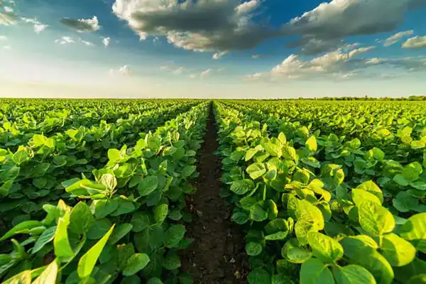 تعبیر خواب سبزی حضرت یوسف تعبیر خواب سبزی امام صادق تعبیر خواب باغچه سبزی خوردن تعبیر خواب سبزی تره تعبیر خواب قورمه سبزی برای دختر مجرد تعبیر خواب سبزی خوردن پاک شده تعبیر خواب چیدن سبزی تره تعبیر خواب چیدن سبزی کوهی
