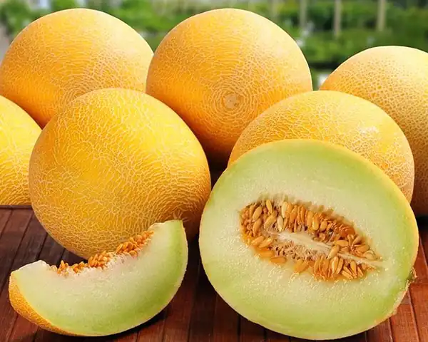 تعبیر خواب خربزه و جنسیت جنین نی نی سایت تعبیر خواب خربزه برای زن باردار و جنسیت جنین تعبیر خواب خربزه برای زن باردار نی نی سایت تعبیر خواب خربزه و هندوانه برای زن باردار کدام میوه در خواب پسر است تعبیر خواب خربزه نی نی سایت تعبیر خواب هندوانه برای زن باردار و جنسیت جنین تعبیر خواب کندن خربزه