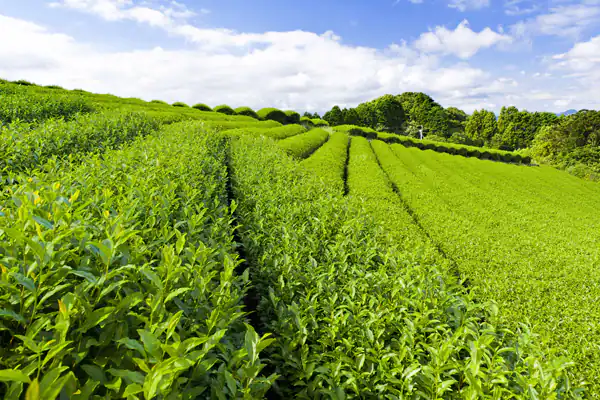 تعبیر خواب مزرعه سبز برای دختر مجرد تعبیر خواب دیدن مزرعه گندم سبز تعبیر خواب مزرعه گندم سبز ابن سیرین تعبیر خواب مزرعه برنج سبز تعبیر خواب گندم سبز حضرت یوسف تعبیر خواب مزرعه صیفی جات تعبیر خواب مزرعه گندم زرد تعبیر خواب مزرعه گندم امام صادق