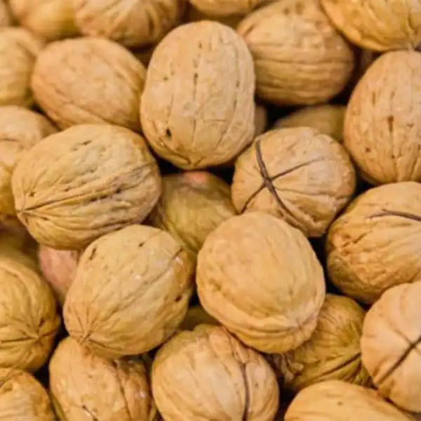 تعبیر خواب گردو با پوست خشک تعبیر خواب جمع کردن گردو از زمین امام صادق تعبیر خواب گردو امام صادق تعبیر خواب گردو از حضرت یوسف تعبیر خواب گردو با پوست قهوه ای تعبیر خواب گردو تازه تعبیر خواب چیدن گردو سبز از درخت تعبیر خواب گردو جمع کردن